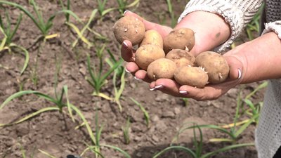 Болото замість городу: чи варто сподіватися на хороший урожай після водопілля Болото замість городу: чи варто сподіватися на хороший урожай після водопілля