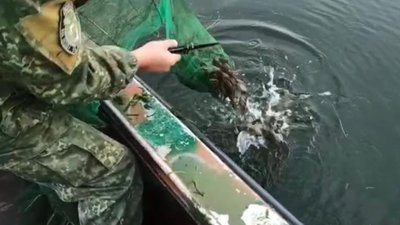 Водні поліцейські Херсонщини виявили 82 раколовки на території парку "Нижньодніпровський" Водні поліцейські Херсонщини виявили 82 раколовки на території парку "Нижньодніпровський"