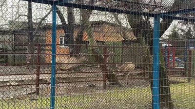 «Варення тепер вистачить на рік вперед», – як живе Менський зоопарк під час війни «Варення тепер вистачить на рік вперед», – як живе Менський зоопарк під час війни