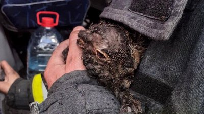 Чотири гектари в полум'ї і врятоване зайченя. На Черкащині згасили пожежу