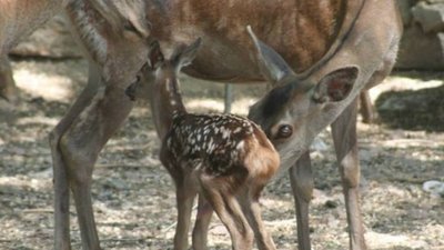 В Одеському зоопарку народилося дитинча благородного оленя