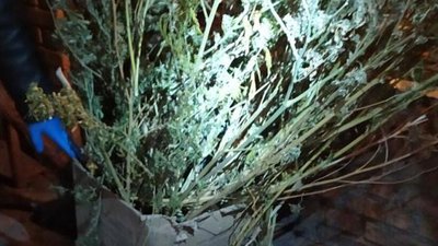 У Запорізькій області вилучили близько 4-х кілограмів марихуани