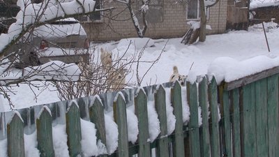 злі пси злі пси