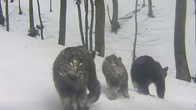 Ведмедицю з ведмежатами зафіксували фотопастки в Ужанському національному природному парку