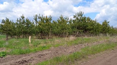Ліси під час війни. Як створюють нові соснові масиви в Петриківському лісгоспі на Дніпропетровщині – репортаж