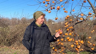 На Херсонщині вирощують понад 50 видів хурми