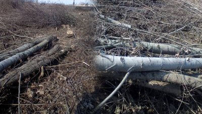 Незаконна вирубка дерев на Чернігівщині у Ніжинському районі: збитки 800 тисяч грн