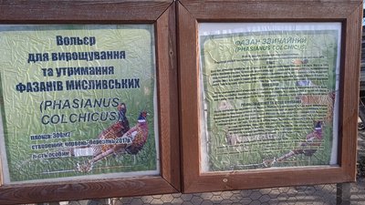 Планують розводити благородних оленів — як утримуються тварини в лісових господарствах Сумщини Планують розводити благородних оленів — як утримуються тварини в лісових господарствах Сумщини