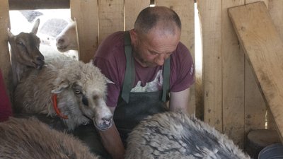 Доїння овець і сонячні панелі. Як на полонині сучасні вівчарі продовжують багаторічну традицію Доїння овець і сонячні панелі. Як на полонині сучасні вівчарі продовжують багаторічну традицію