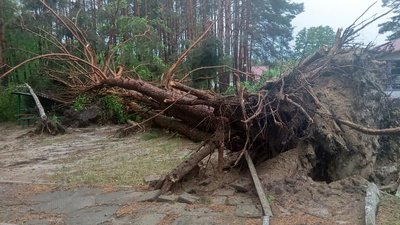 На Волині негода повиривала дерева з корінням