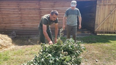 Заготівля віників для тварин Заготівля віників для тварин