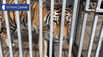 У маріупольському зоопарку народились четверо тигренят У маріупольському зоопарку народились четверо тигренят
