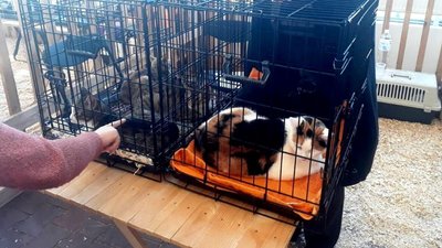 В Одесі відбувся благодійний фестиваль для тварин із притулків В Одесі відбувся благодійний фестиваль для тварин із притулків