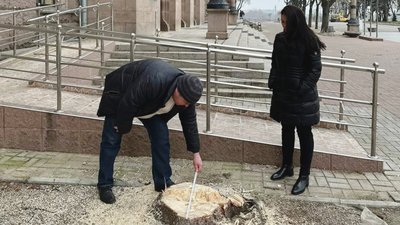 Екологи звернулися в прокуратуру щодо зрізаних ялин біля Миколаївської міськради Екологи звернулися в прокуратуру щодо зрізаних ялин біля Миколаївської міськради