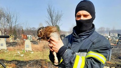 На кладовищі у Харкові від пожежі врятували зайченя