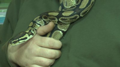 На фото королівський пітон Генріх. 1 грудня 2022 рік. На фото королівський пітон Генріх. 1 грудня 2022 рік.