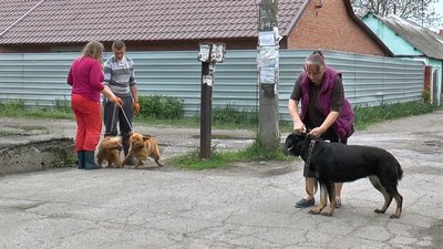 Власники собак привели їх щеплюватись від сказу Власники собак привели їх щеплюватись від сказу