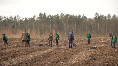 У вінницьких лісгоспах планують висадити 5 мільйонів сіянців за 2 тижні