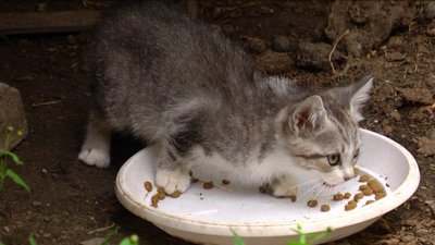 Котики Котики