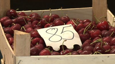 Майже 35 тонн черешні залишаються незібраними на Мелітопольщині Майже 35 тонн черешні залишаються незібраними на Мелітопольщині