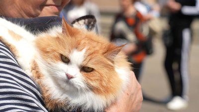 У Черкасах переселенці безоплатно отримали корм для котів і собак У Черкасах переселенці безоплатно отримали корм для котів і собак
