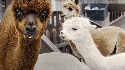 альпаки