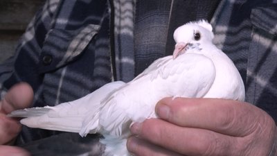 77-річний пенсіонер з Черкащини розводить голубів 77-річний пенсіонер з Черкащини розводить голубів