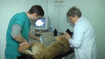 Де у Хмельницькому лікують поранених війною тварин