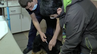 Щеплення для тварини Щеплення для тварини