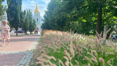 Локація з декоративними злаками у Києві