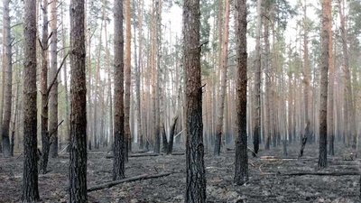Через російські обстріли на прикордонні Чернігівщини розпочалися лісові пожежі Через російські обстріли на прикордонні Чернігівщини розпочалися лісові пожежі