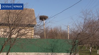 На Черкащині лелеки сорок років повертаються до одного села На Черкащині лелеки сорок років повертаються до одного села
