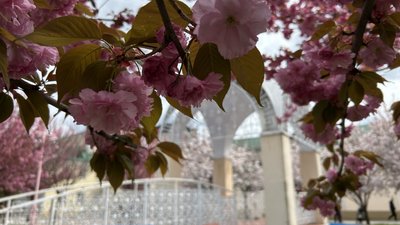 Сакуровий сад в Ізмаїлі
