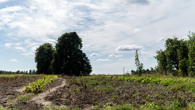 Осінній город у селі. На фото ще не викопана картопля. Чернігівщина Осінній город у селі. На фото ще не викопана картопля. Чернігівщина