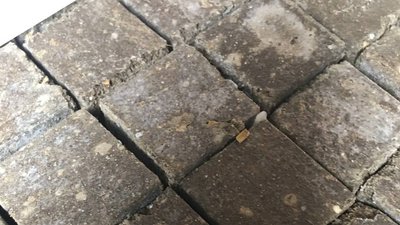 На Вінниччині диких тварин вакцинують проти сказу На Вінниччині диких тварин вакцинують проти сказу