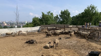 Микита Галка/Суспільне