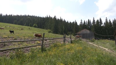 Бізнес на висоті. Як відкриття ринку землі впливає на прикарпатські полонини Бізнес на висоті. Як відкриття ринку землі впливає на прикарпатські полонини