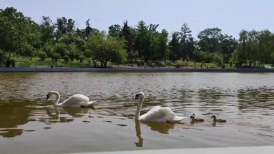 Лебедів у парку Перемоги в Одесі