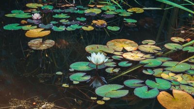 "Княже озеро" на Хмельниччині, червень 2024