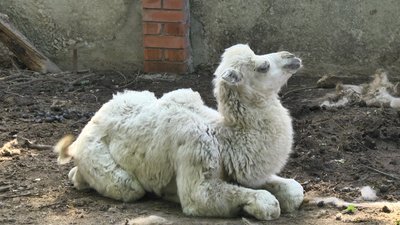 Народжений у розпал стихії. У Маріупольському парку природи підростає дитинча верблюдів