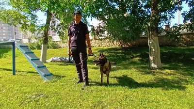 У Португалії вівчарку з Тернополя навчили самостійно шукати людей У Португалії вівчарку з Тернополя навчили самостійно шукати людей