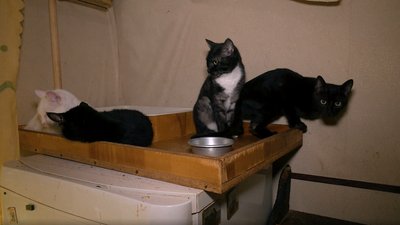 28 котів та 15 собак: харків'янин приютив безпритульних тварин