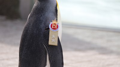 Пінгвін отримав звання генерал-майора норвезької Королівської гвардії