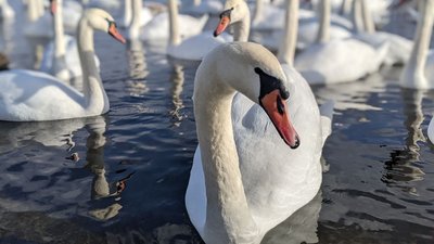 Лебедина зимівля: водойма на межі Рівненської і Хмельницької областей щороку збирає птахів-мігрантів Лебедина зимівля: водойма на межі Рівненської і Хмельницької областей щороку збирає птахів-мігрантів