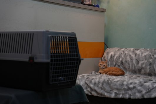Кіт лежить на канапі Кіт лежить на канапі