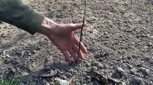 "Як таку квітку не любити?!": 74-річний господар із Луцького району вирощує сотні магнолій