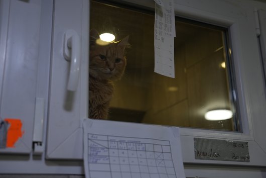 Кішка за склом Кішка за склом