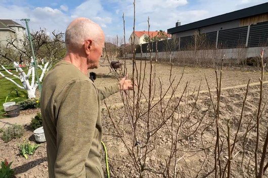 "Як таку квітку не любити?!": 74-річний господар із Луцького району вирощує сотні магнолій