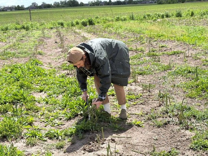 "Свіжа спаржа має скрипіти": як фермерка з Житомирщини вирощує овоч на гектарі землі