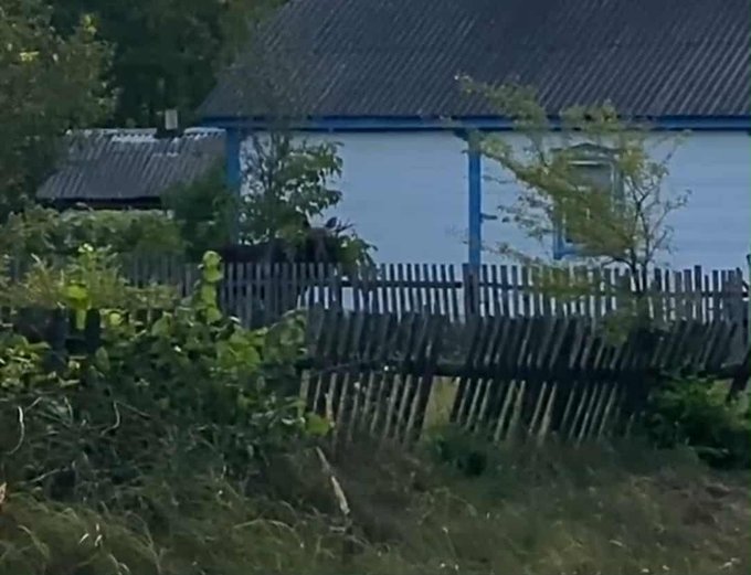 Агресивний лось на подвір'ї: у Малинській громаді подружжя пенсіонерів пів дня чекало допомоги служб Агресивний лось на подвір'ї: у Малинській громаді подружжя пенсіонерів пів дня чекало допомоги служб